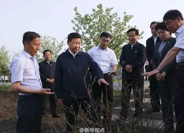 图为：2016年5月23日上午，习近平总书记到黑龙江省考察调研。习近平详细询问蓝莓生长周期、浇灌方式、经济效益等情况。