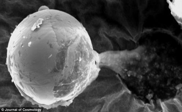 科学家发现的疑似微生物群遗迹（图片来源于网络）