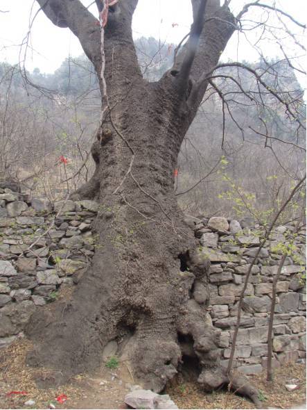 （封门村巨大的古树发新芽）