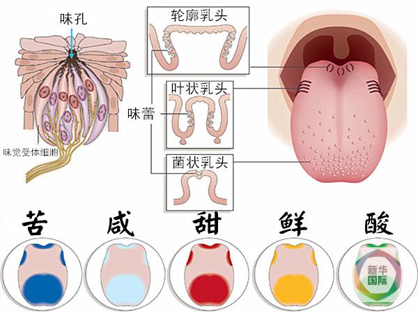 科学家发现酸甜苦咸鲜外第六种味道：肥
